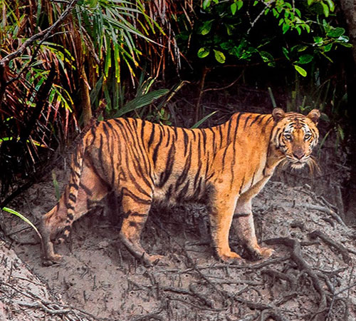 Sundarban Vivada Cruise