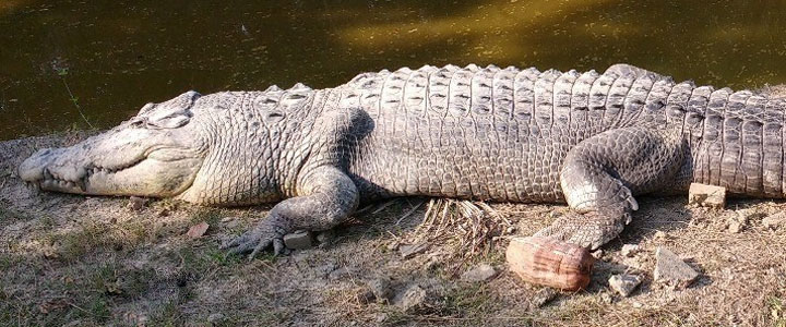 Bhagatpur Crocodile Project