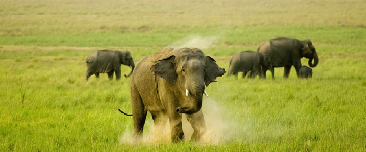 Jim Corbett National Park